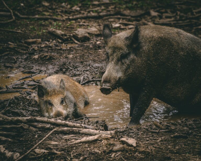 Erstmals Afrikanische Schweinepest in Hessen nachgewiesen